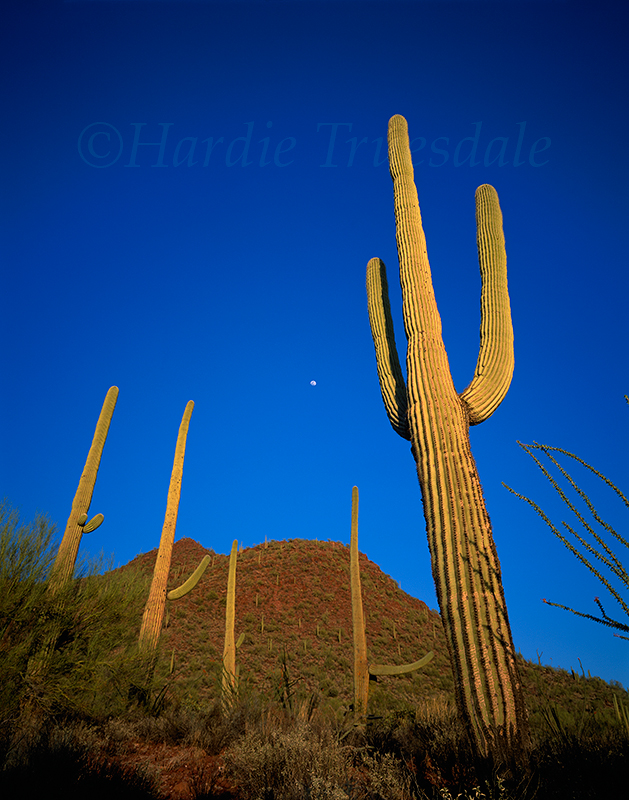 AZ#26 Saguaro Moonrise, Saguaro National Monument