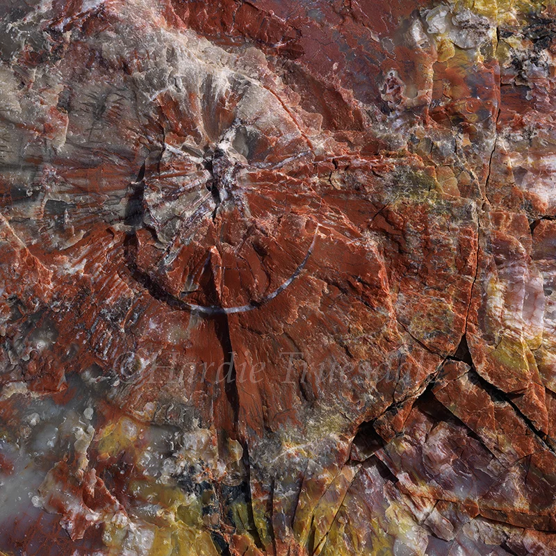 AZ#112 "Petrified Wood Patterns, Crystal Forest"