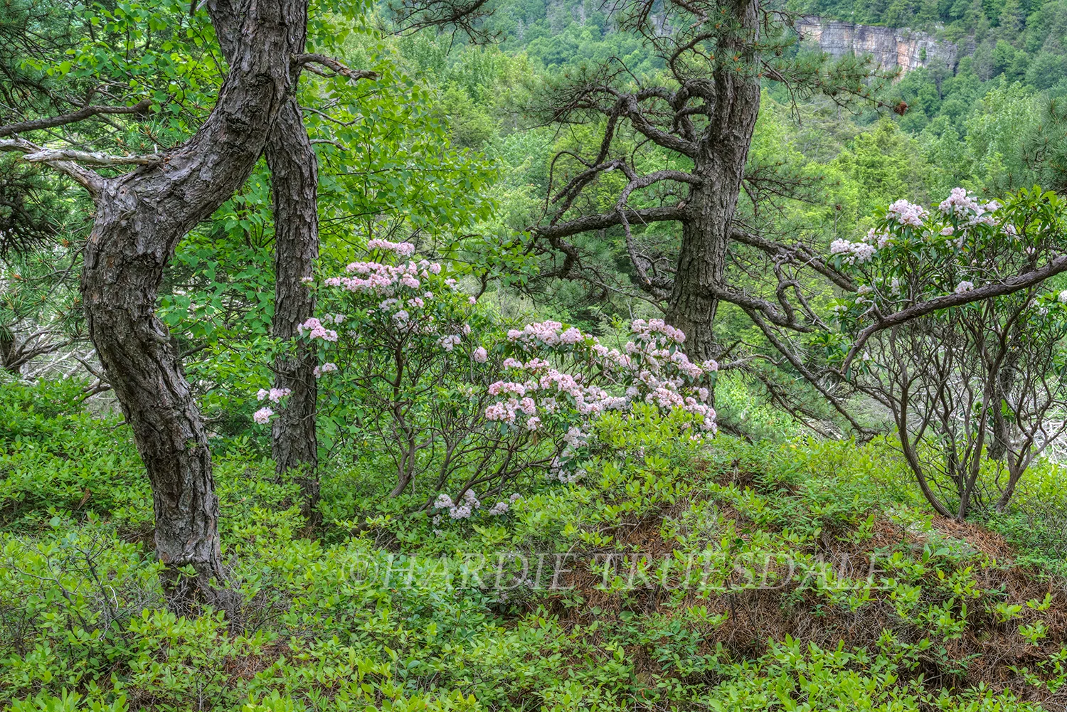 Gks#909 "Pitch Pines and Laurel", Minnewaska State Park
