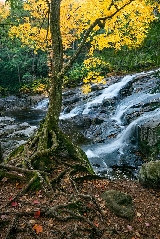 NH#113 "Eroded Tree Roots & Waterfall", Cascade Brook