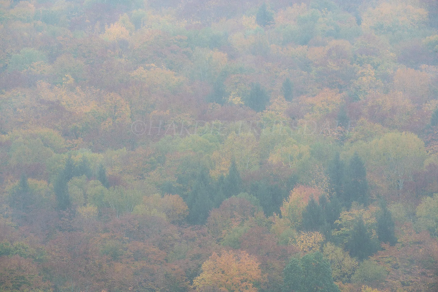 NH#118 "Rainy Fall" Coolidge Mountain