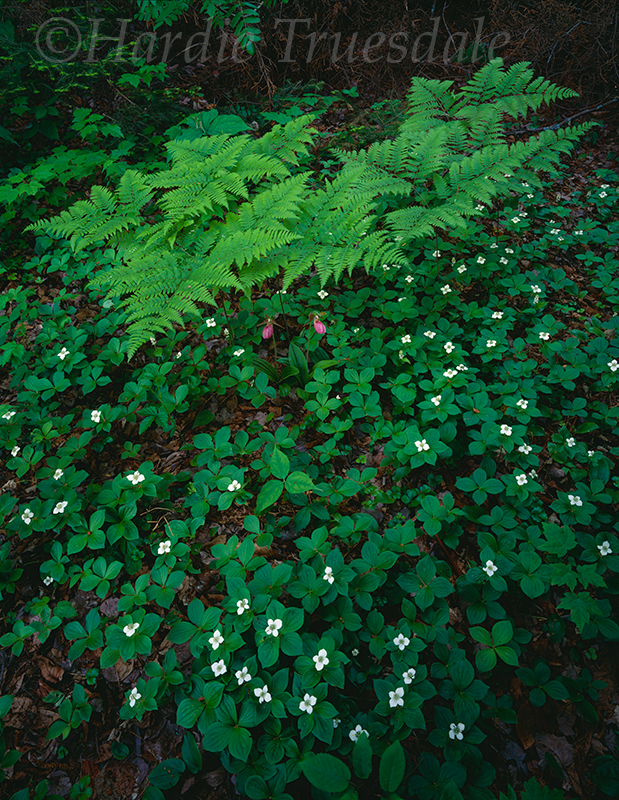 Adk#061 "Flowers and Ferns"