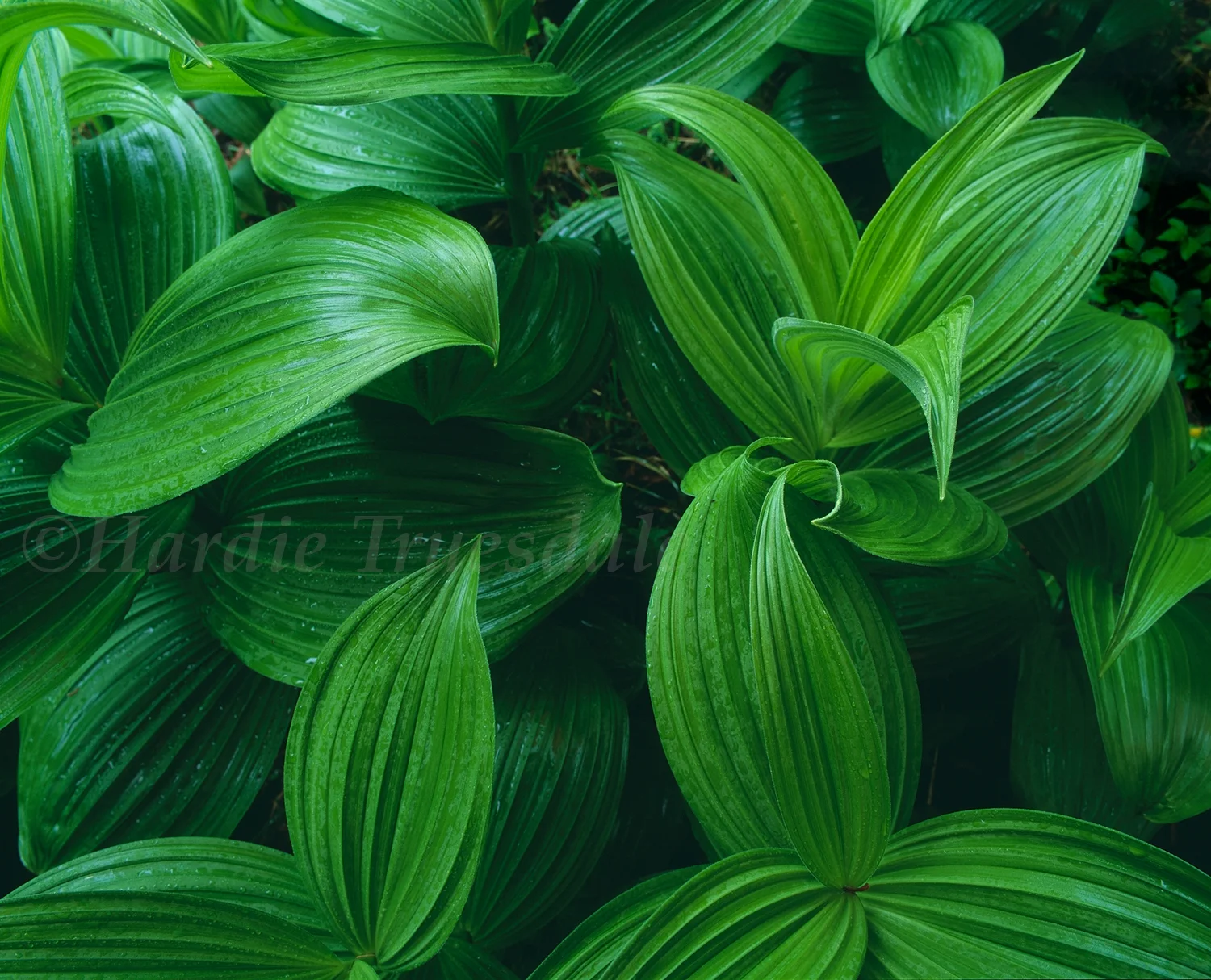 Adk#075 "False Hellebore"