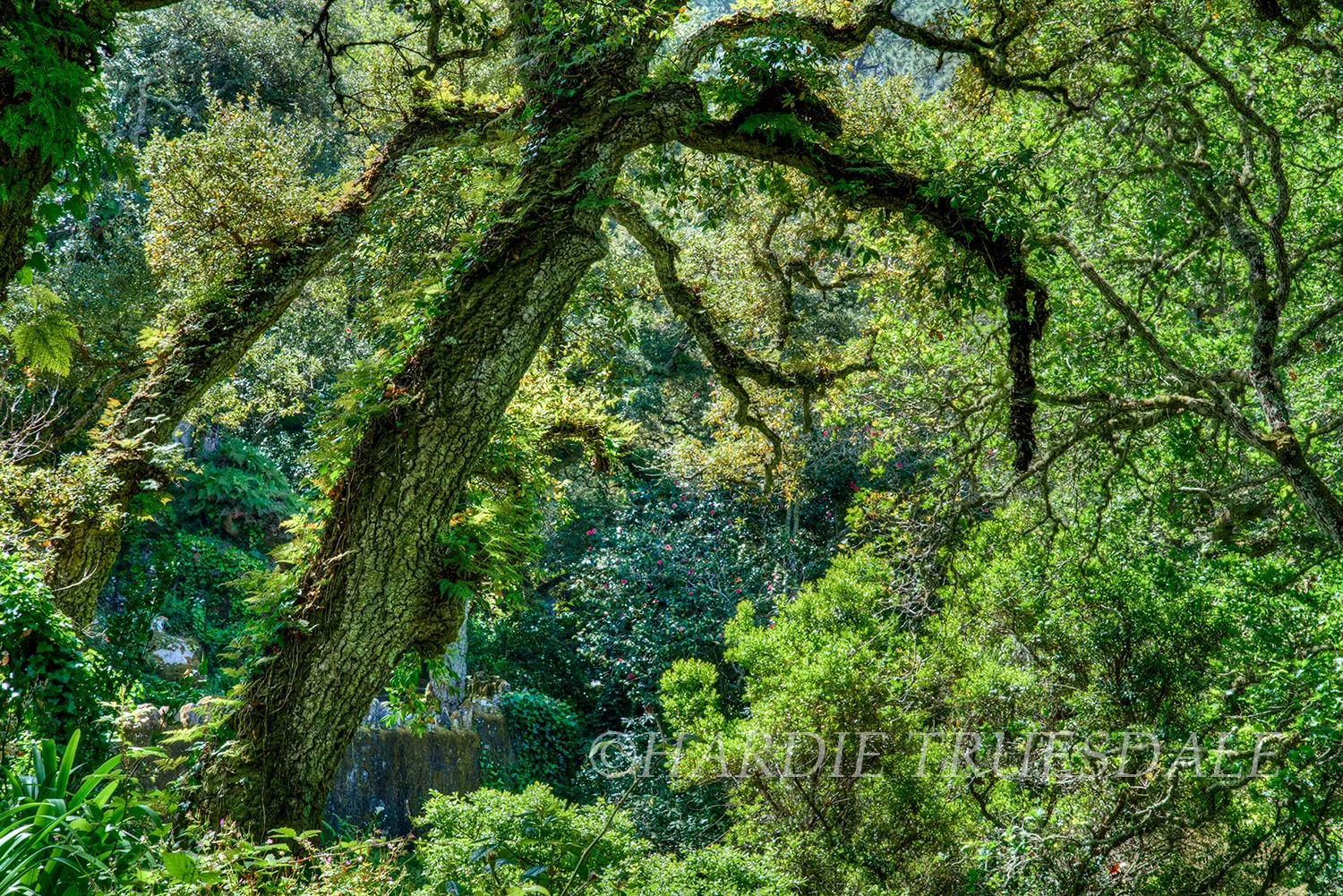 PT#004 "Portuguese Oak", Monserrate Gardens, Sintra