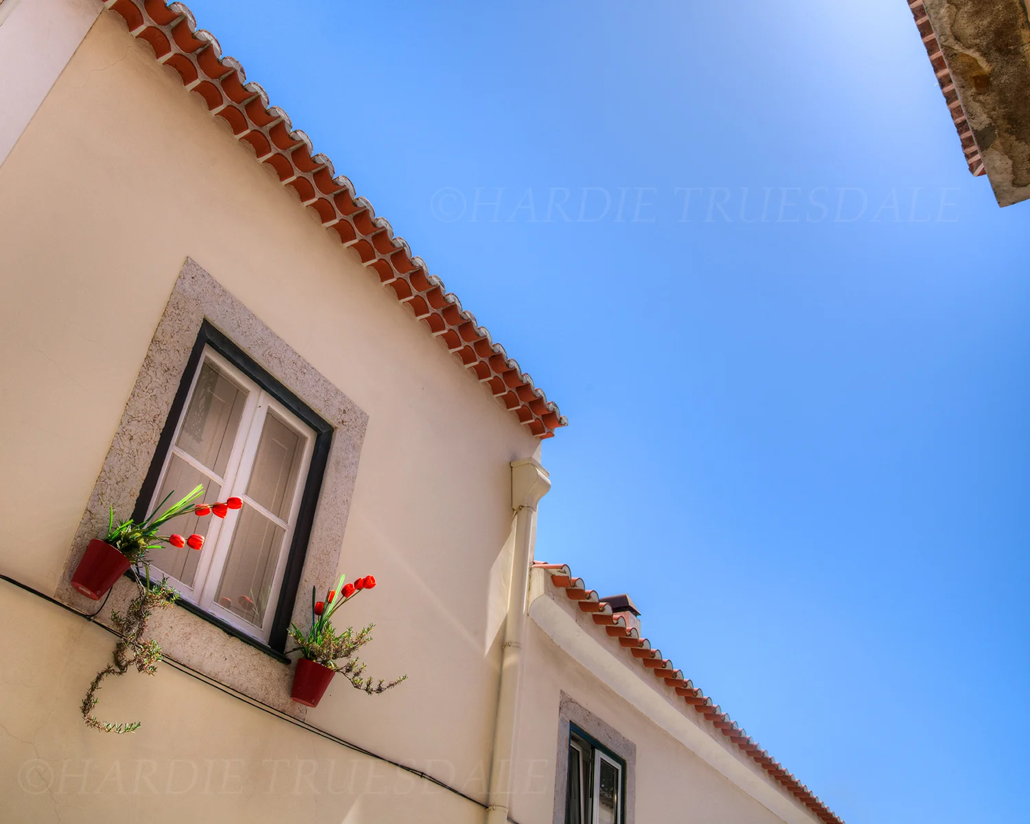 PT#013 "Tulips" Lisbon