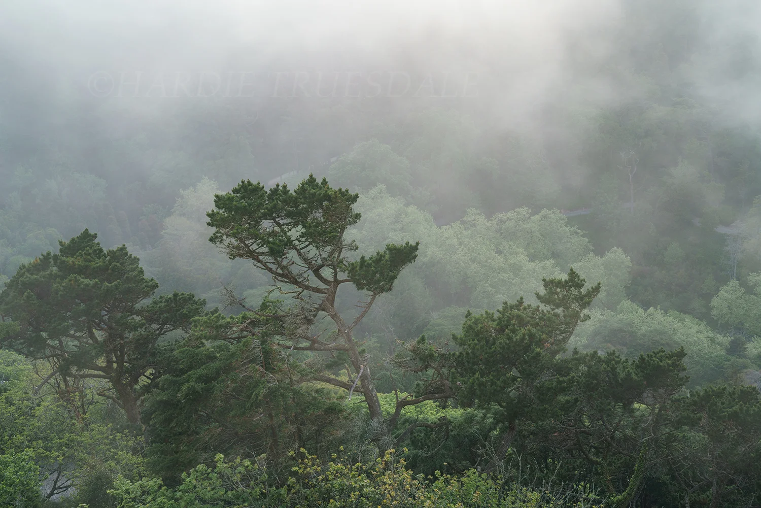 PT#023 "Misty Pines" Pena Palace Gardens, Sintra