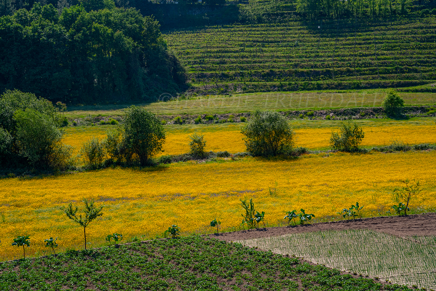 PT#024 "Farm Field and Mustard Grass" Camino Santiago Torres