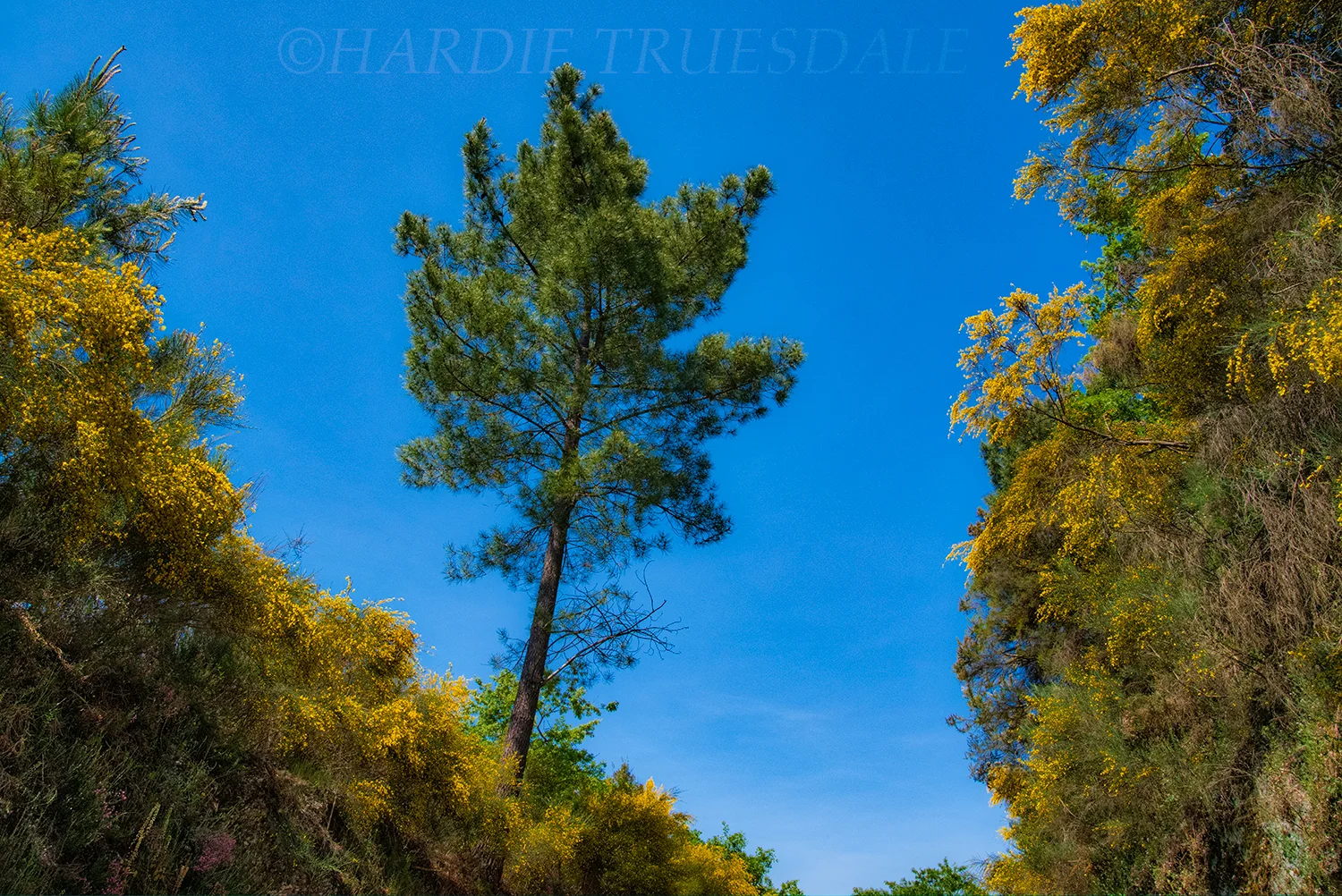 PT#027 "Yellow Flowers" Camino Santiago Torres, Amarante