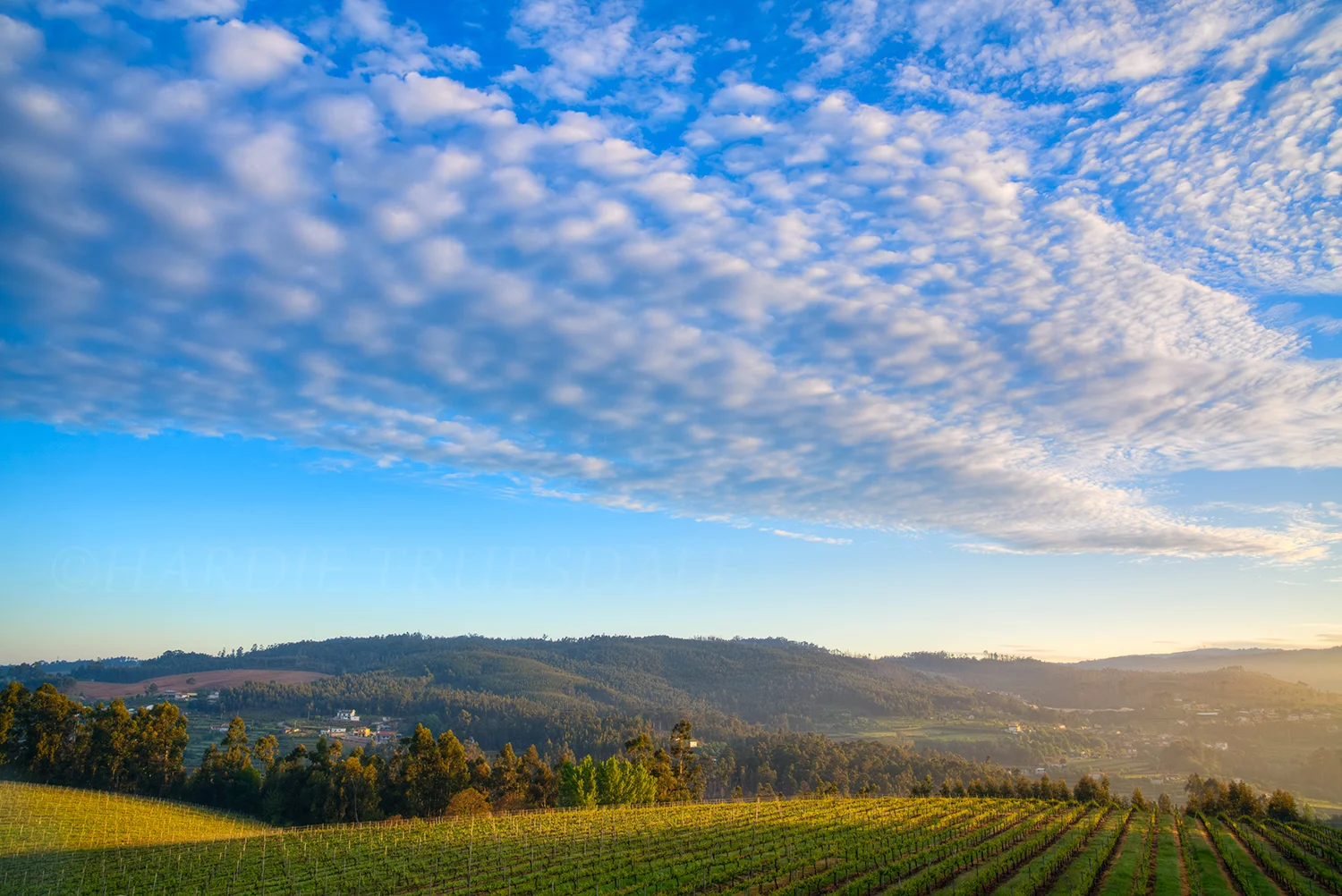 PT#029 "First Light, Lixa Vineyards" Amarante