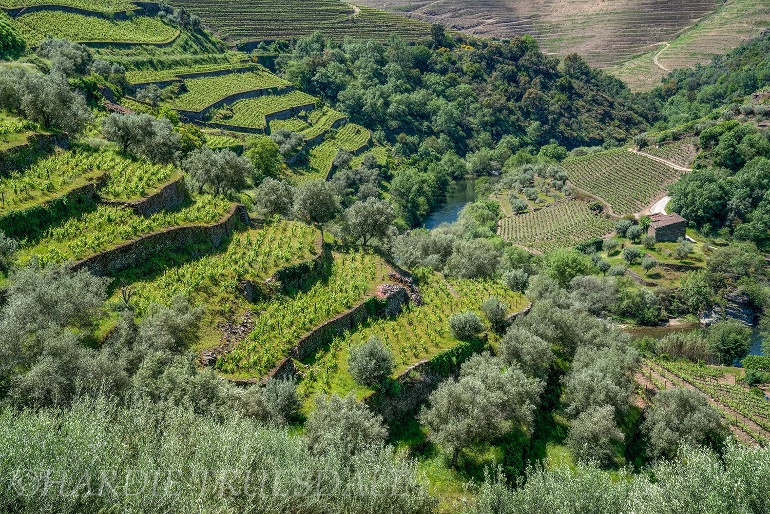 PT#032 "Terraces and Corga River" Douro Valley