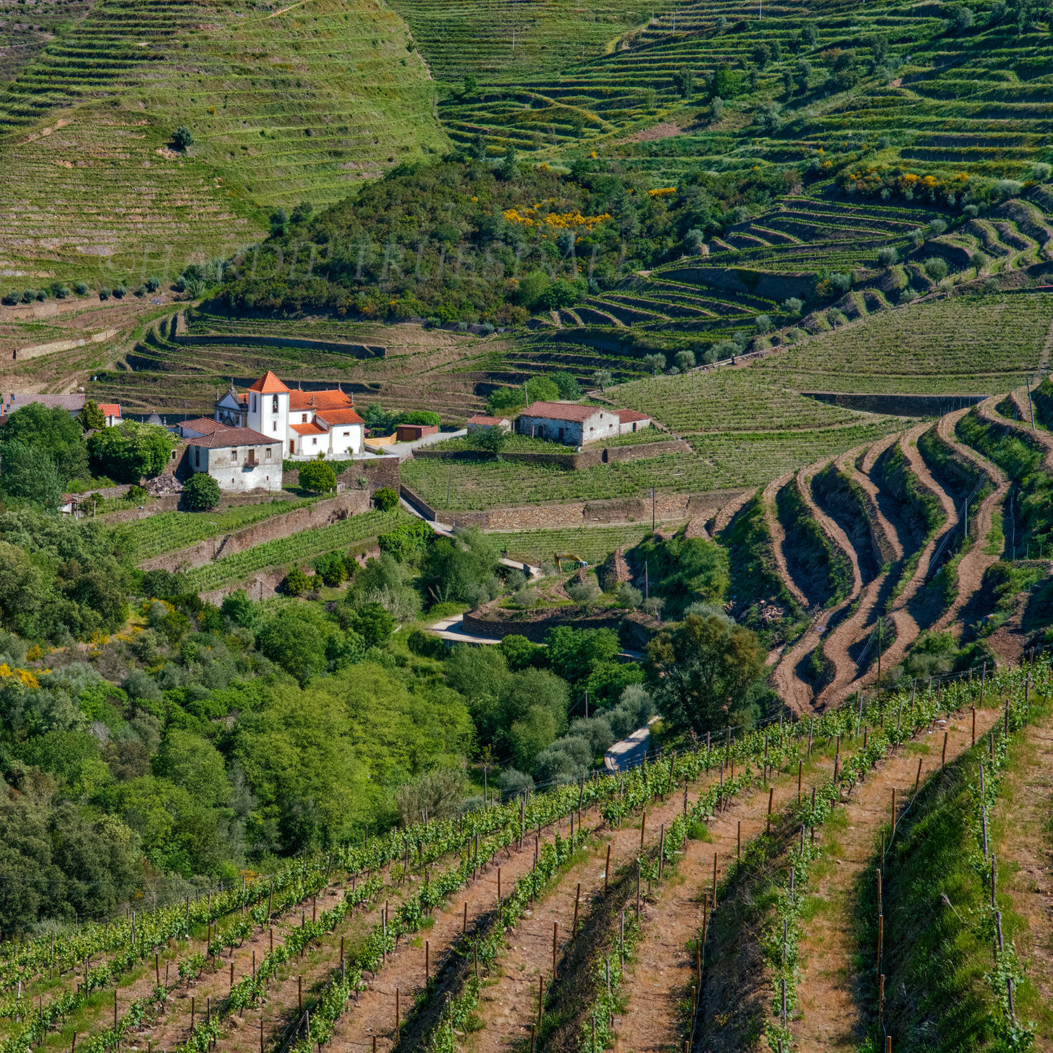 PT#033 "Church and Terraced Vineyards" Linha Corga Trail, Douro Valley