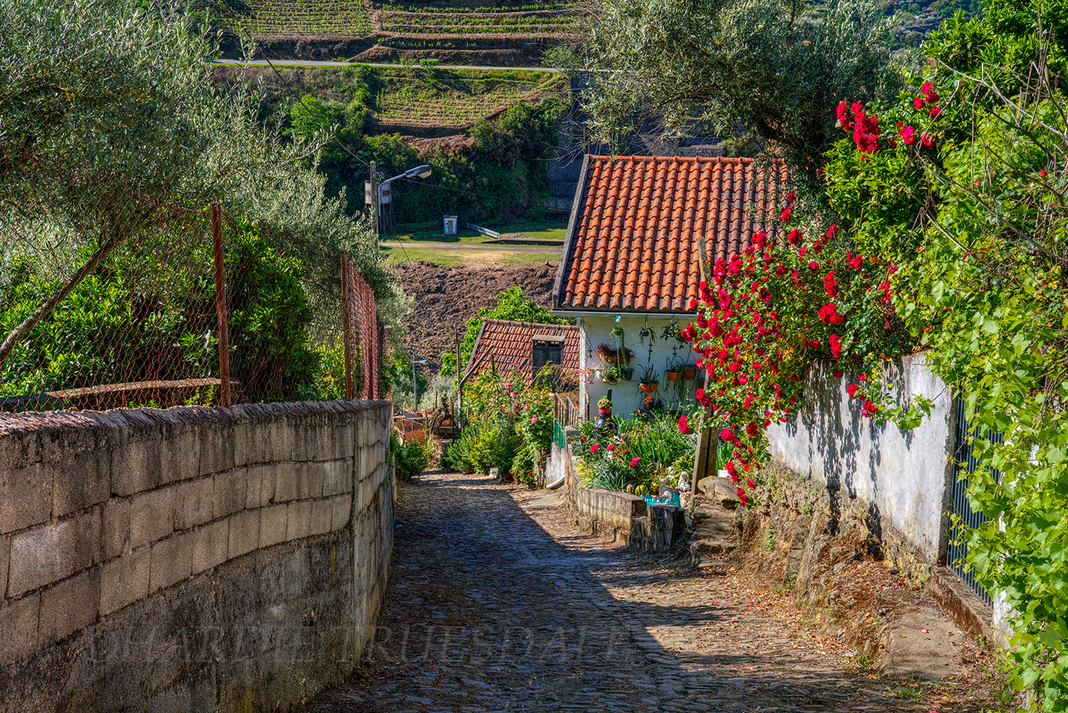 P#034 "Roses and Cobblestones" Sabroso, Douro Valley