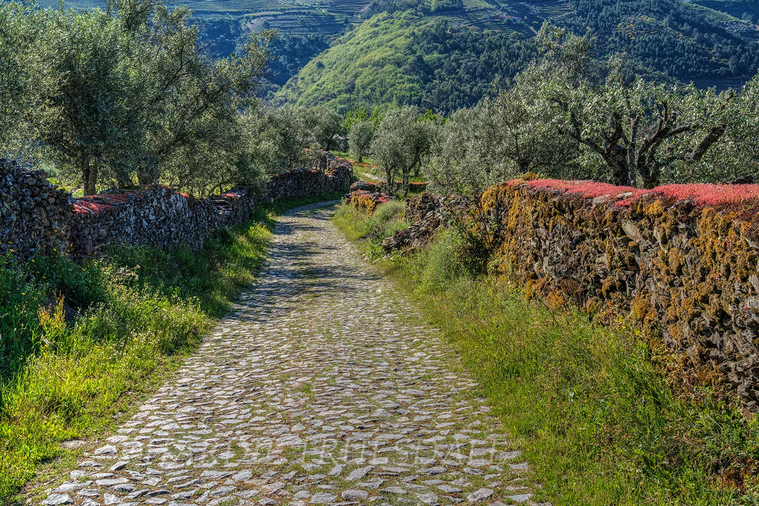 PT#035 "Flowered Wall" Sabroso, Douro Valley