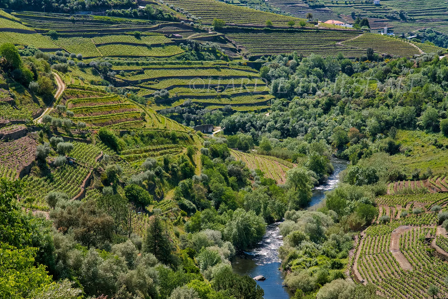 PT#036 "Vineyard Terraces and Olive Trees" Corga River, Douro Valley