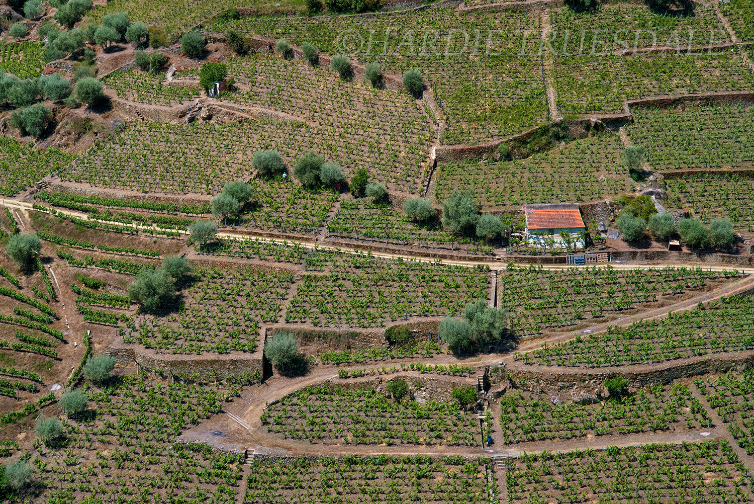 PT#037 "Working Farm" Douro Valley