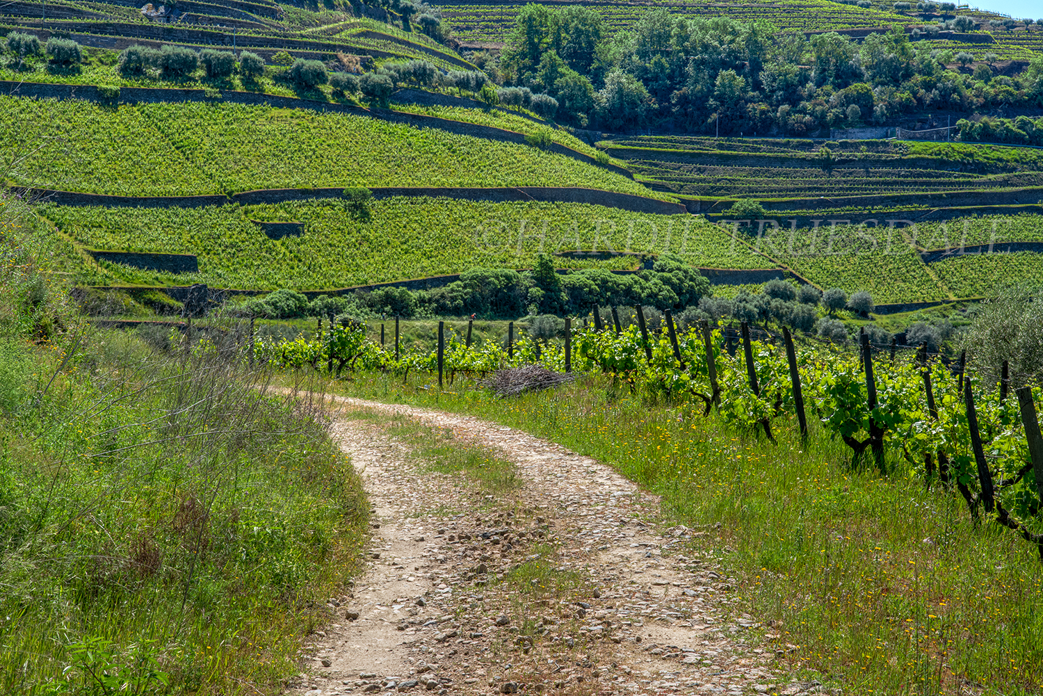 PT#038 "Linha Corga Trail" Douro Valley