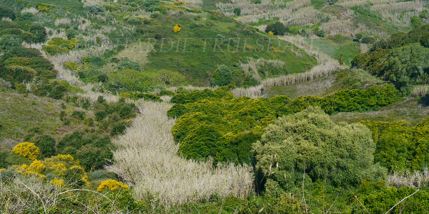 PT#17 "Coastal Flowers and Grasses", Cabo de Roca