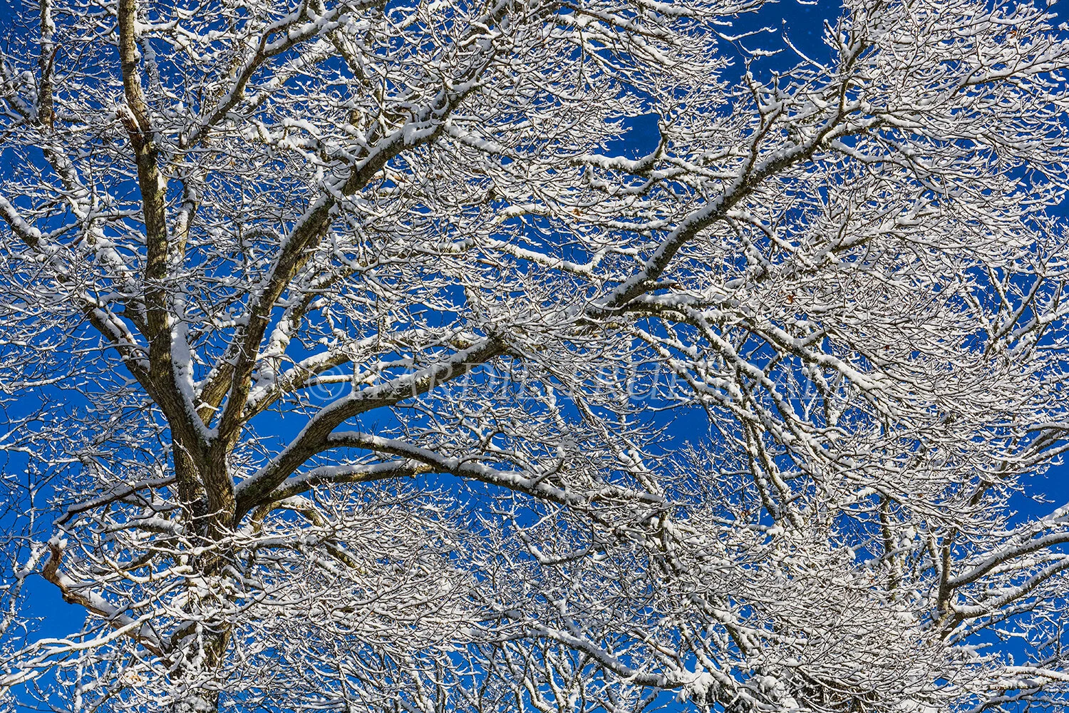 CC#115 "Cotton Candy Oak"