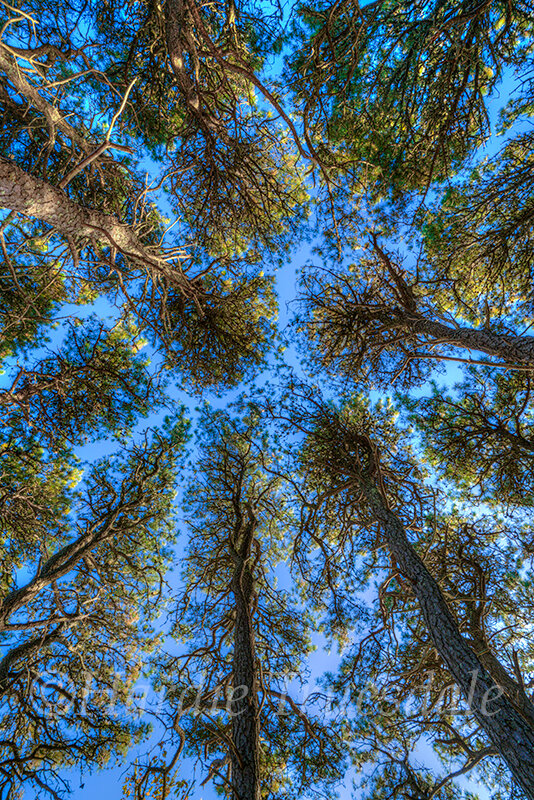 CC#313 "Tall Pines", Cape Cod