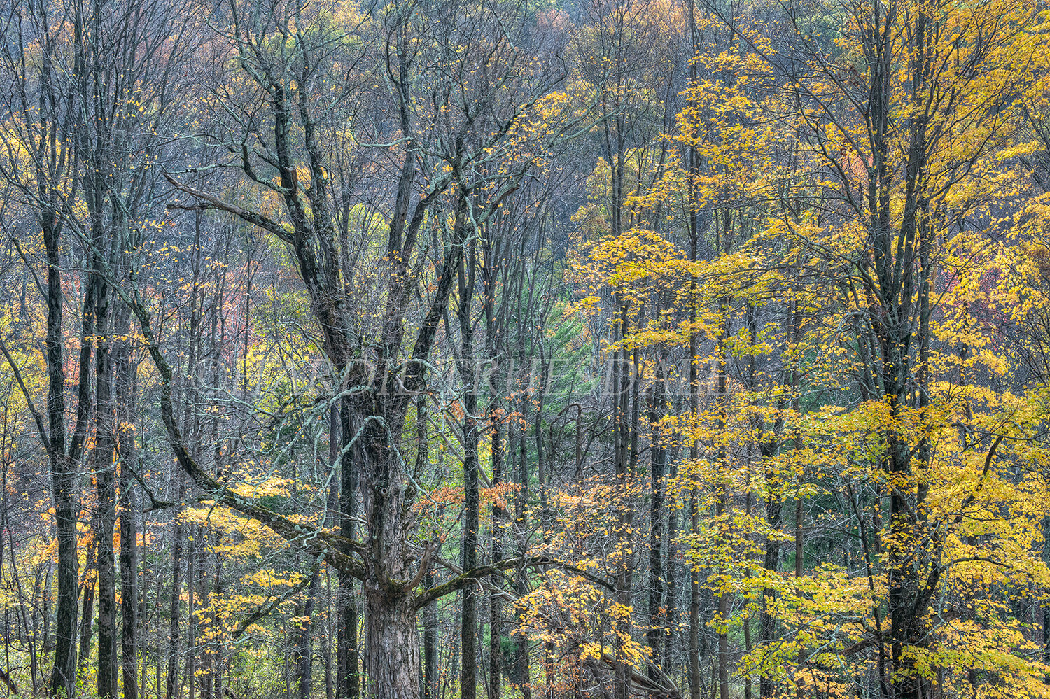 Gks#881 "Late Fall Maples, Mohonk Preserve"