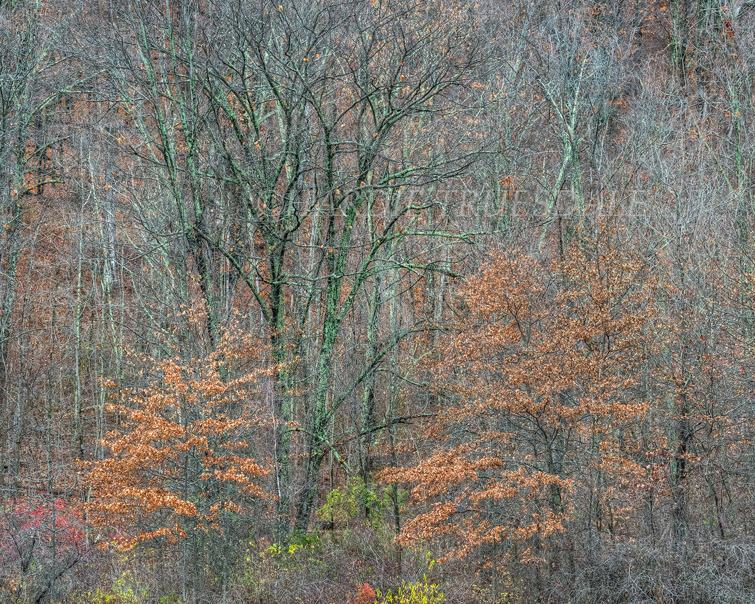 Gks#891 "Late Autumn, Mohonk Preserve"