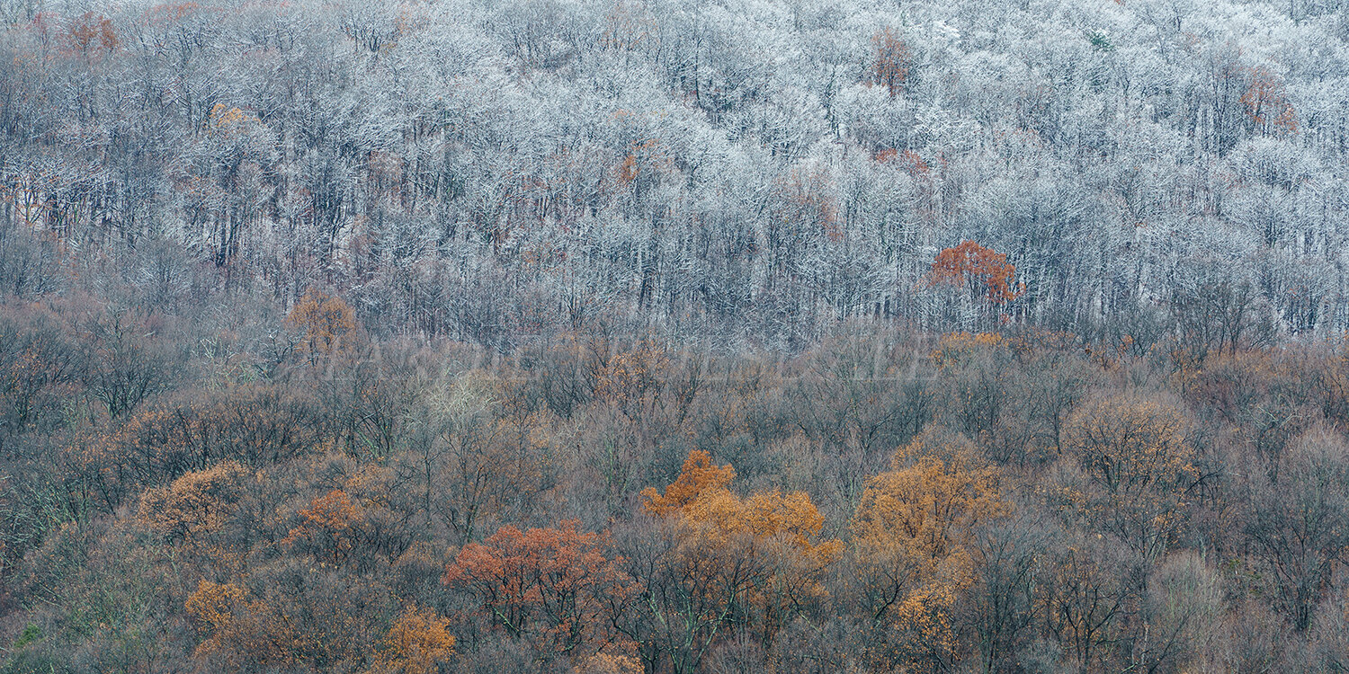 Gks#903 "Late Fall Snowstorm, Mohonk Preserve"
