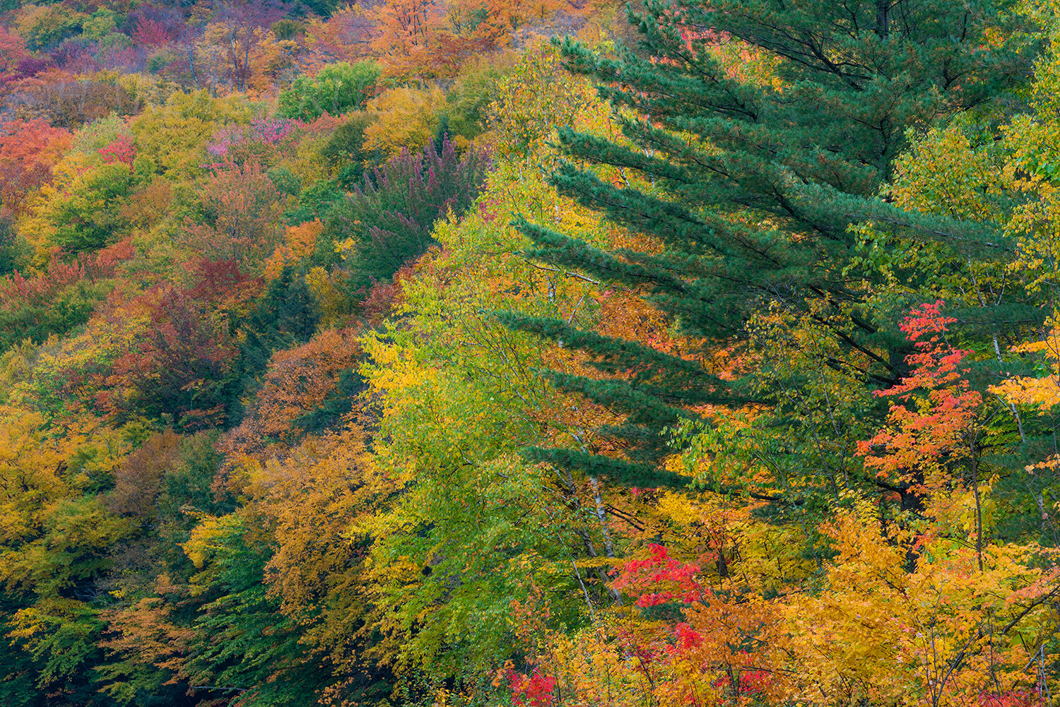 NH#125 "Colorful Fall, Pemigewasset Wilderness"