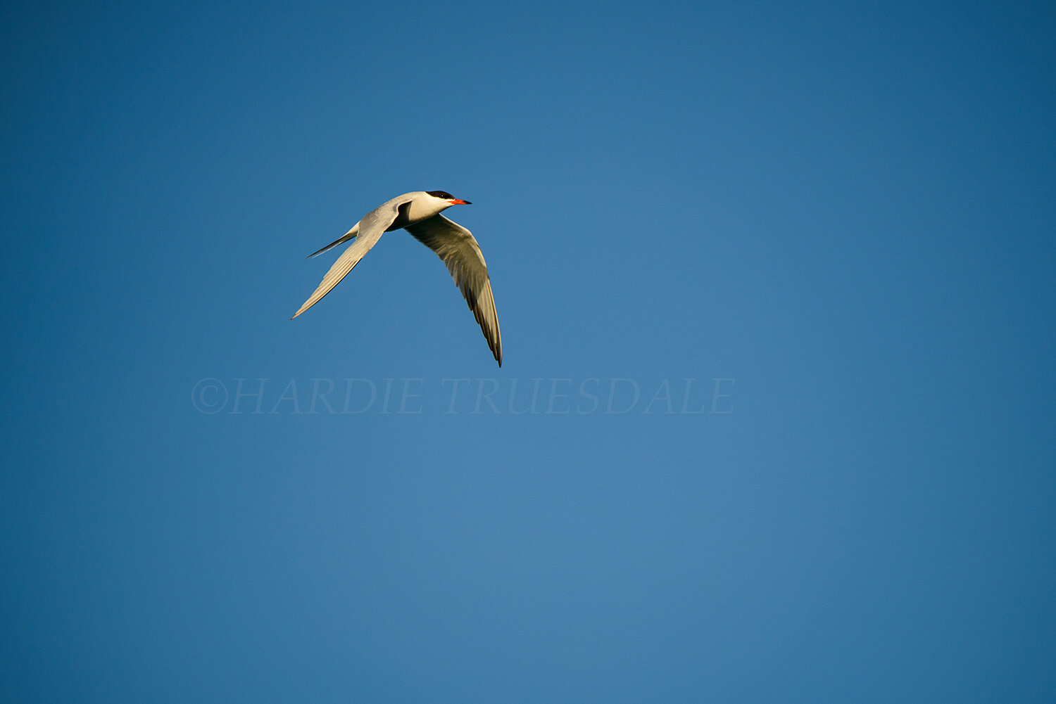 BrdNe#049 "Tern in Flight"