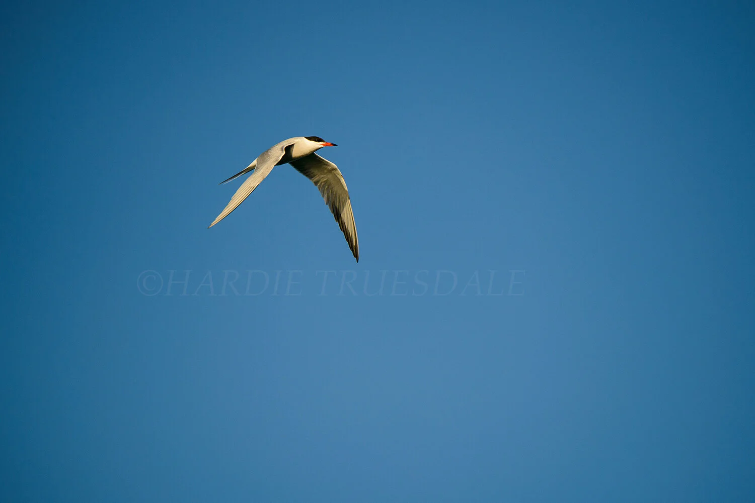 BrdNe#049 "Tern in Flight"