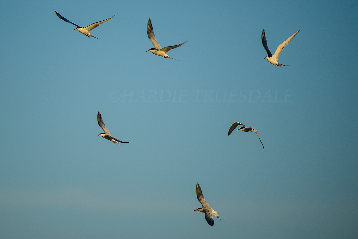 BrdNe#050 "Common Terns in Flight"