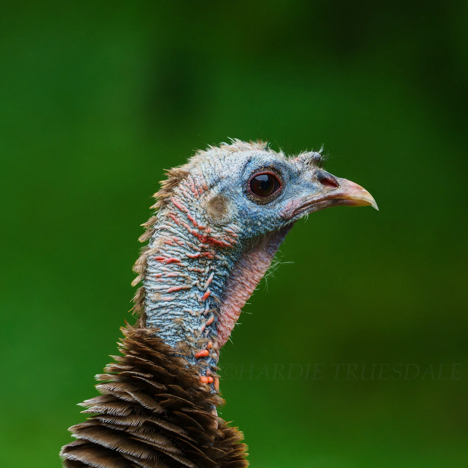 BrdNe#051 "Head Shot, Wild Turkey"