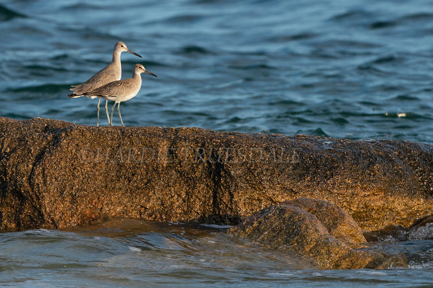 "BrdNe#057 "Willet Couple, Forest Beach"