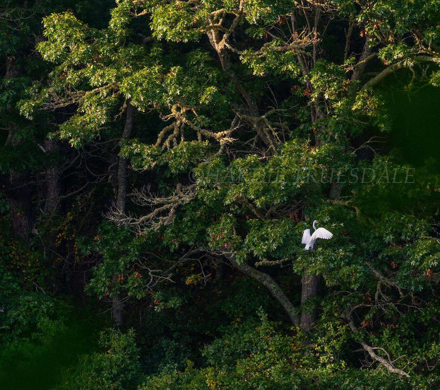 BrdNe#055 "Great Egret Stretch, Sarah's Pond"
