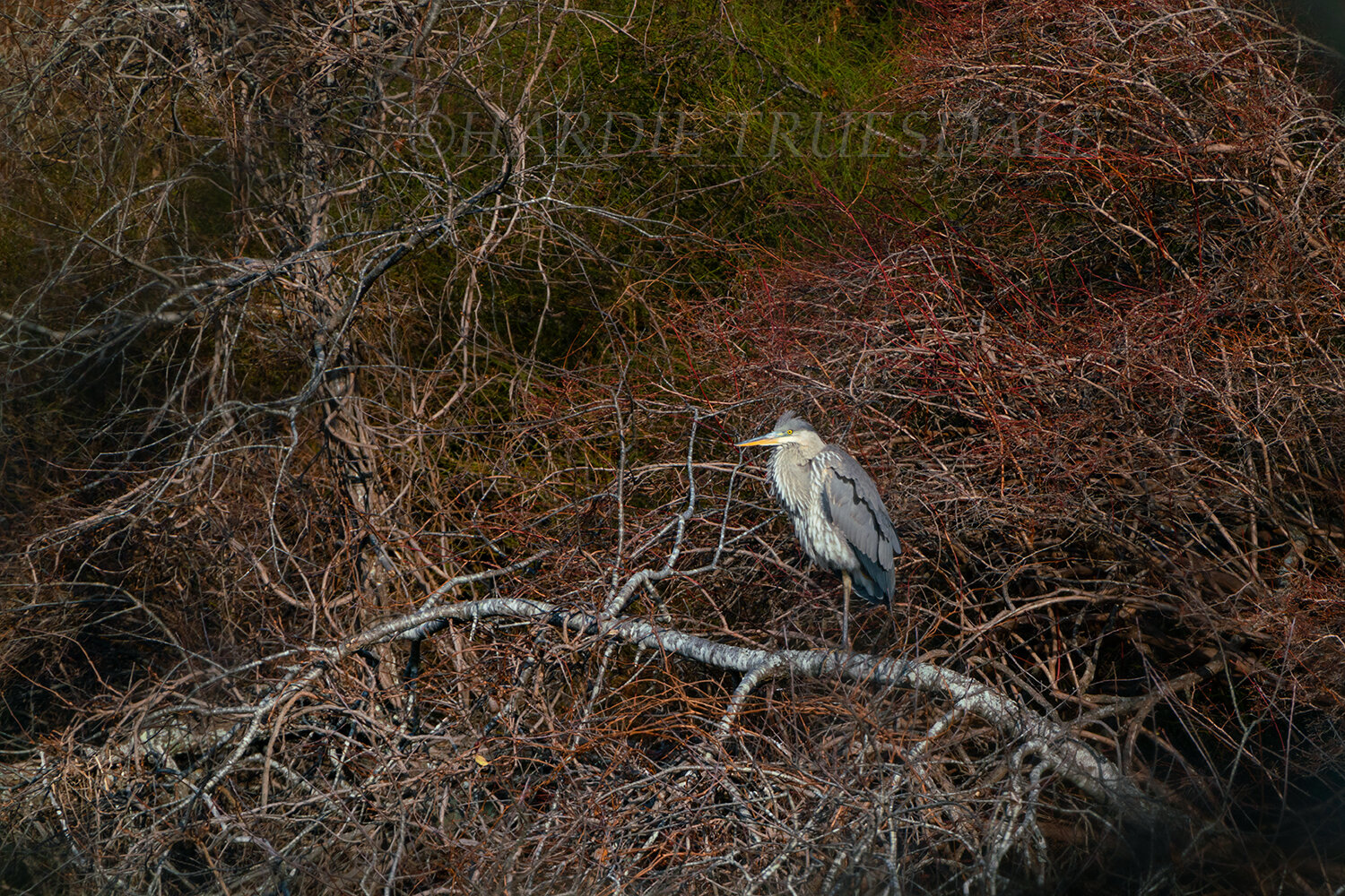 BrdNe#063 "Great Blue Heron, Meadow Bog Pond"