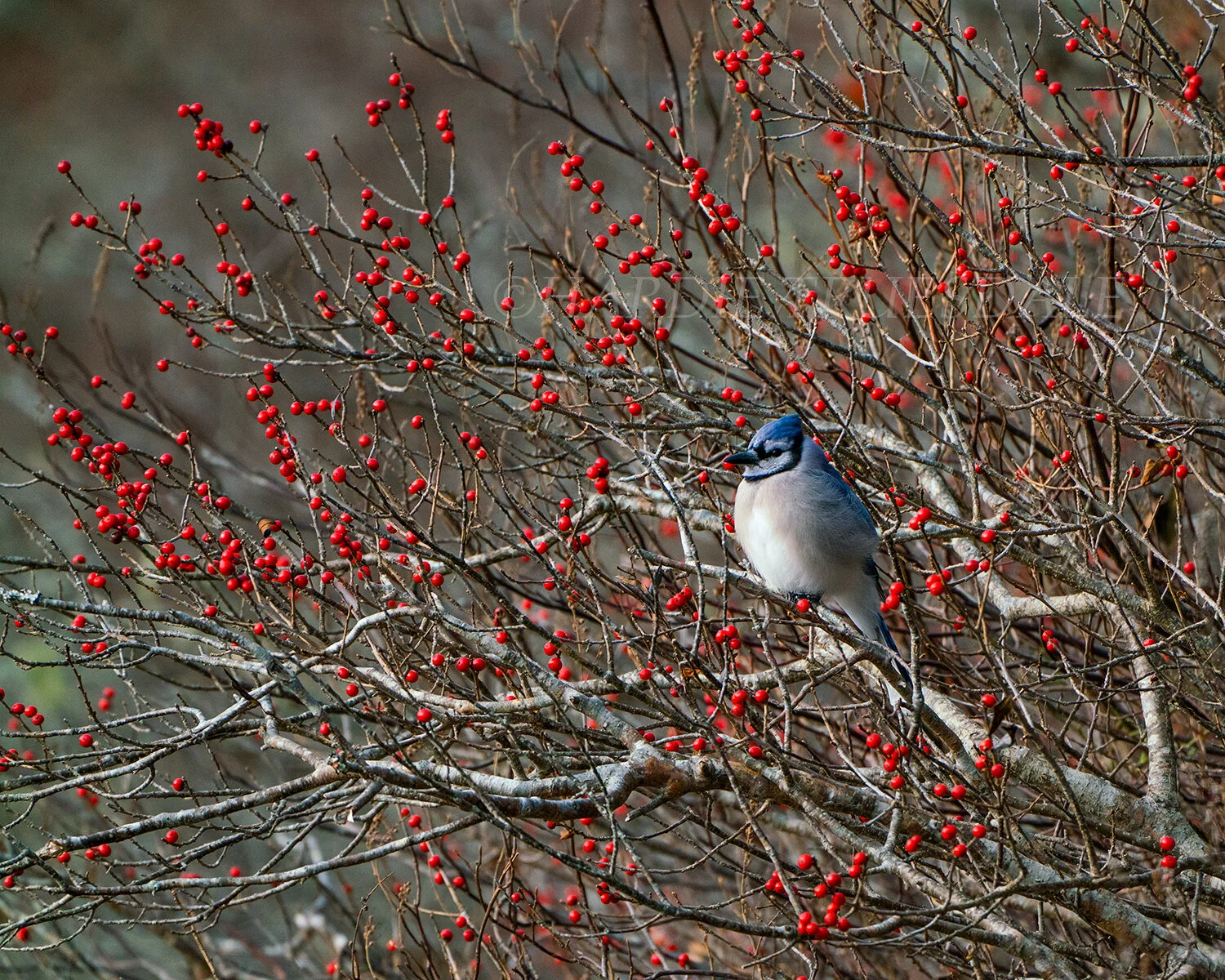 BrdNe#064 "Bluejay and Winterberries"