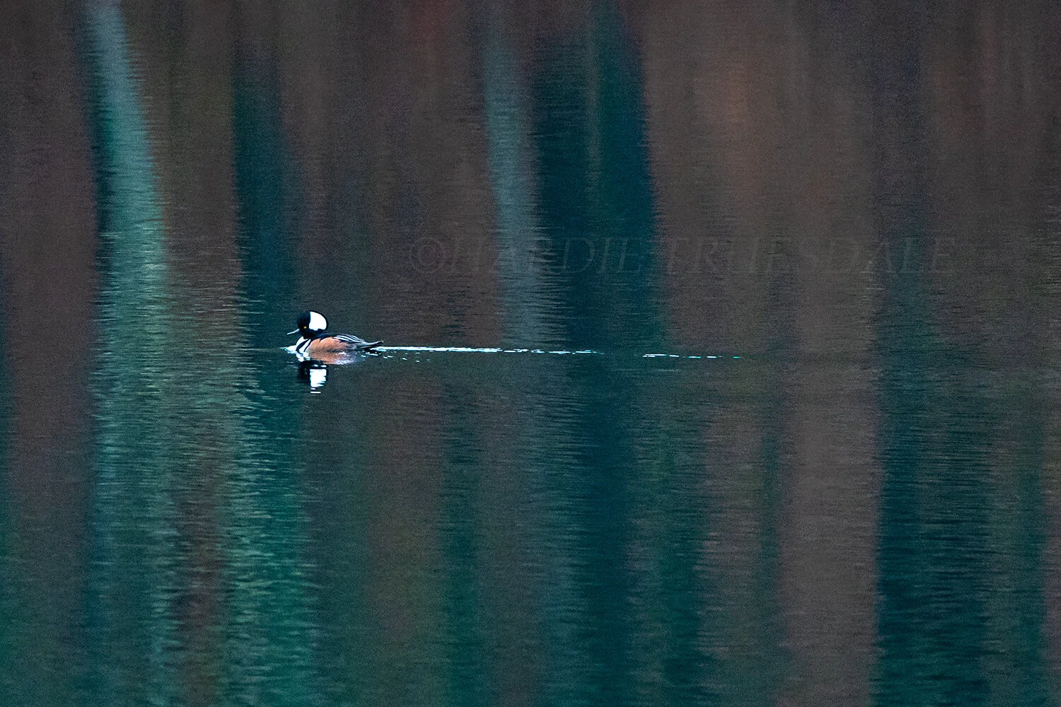 BrdNe#067 "Peaceful Pond, Hooded Merganser"