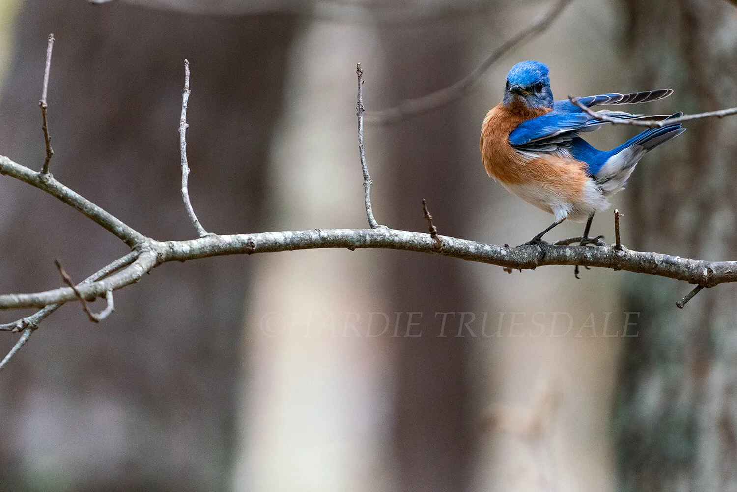 BrdNe#076 "Bluebird Tango"