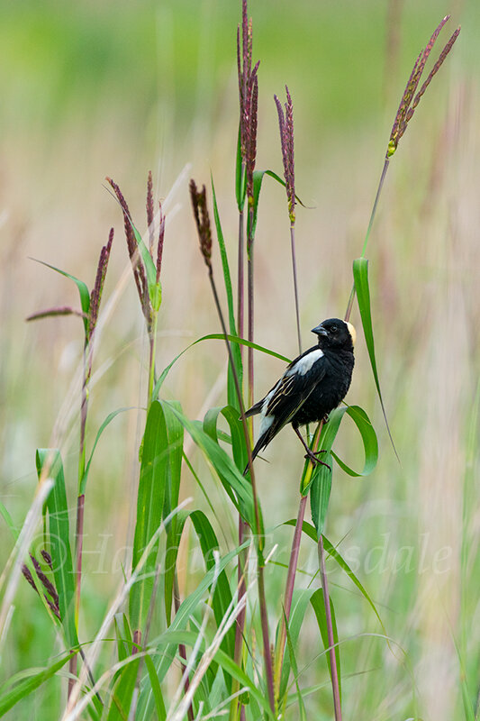BrdNe#084 "Bobolink"