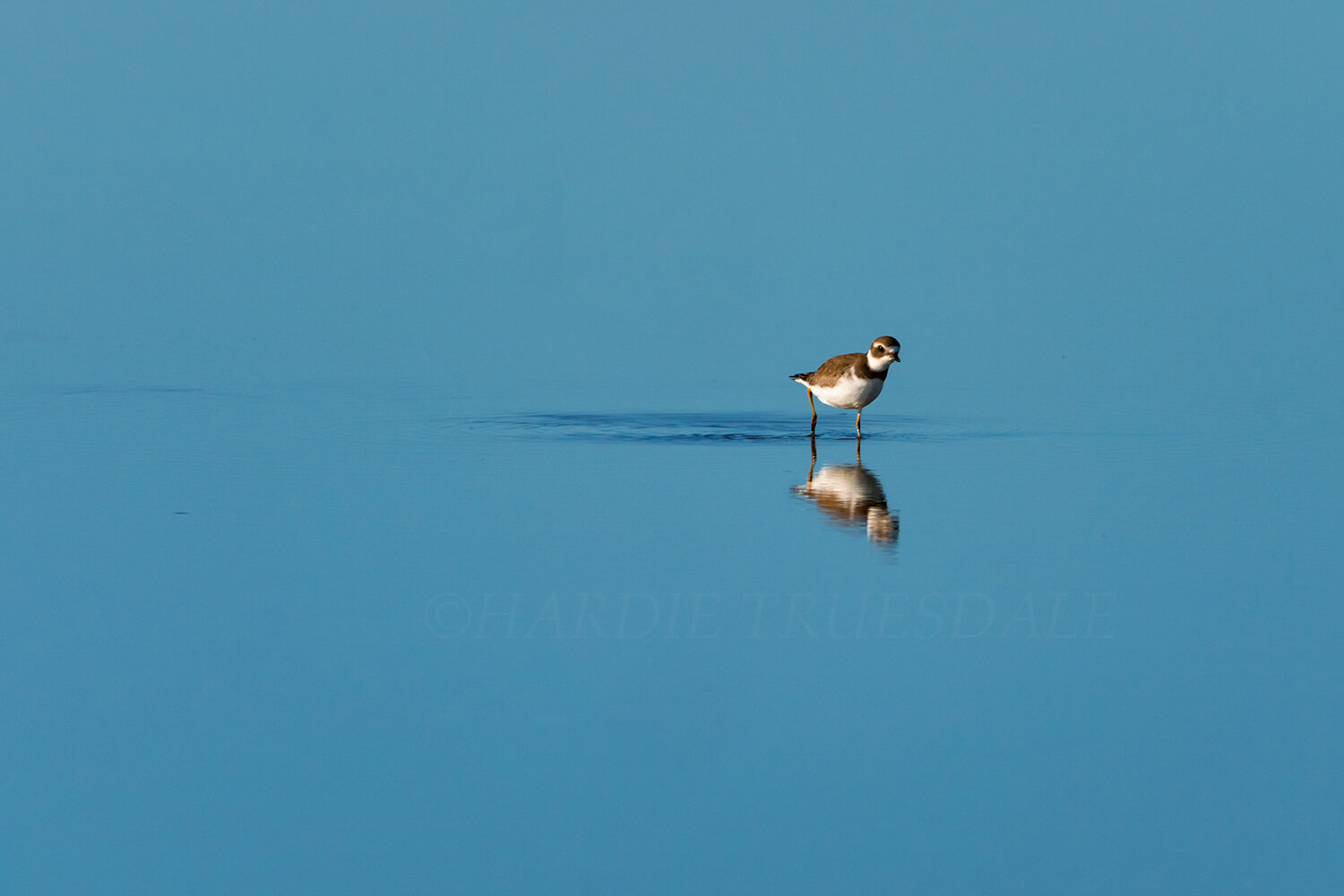 Brd#088 "Curious Semipalmated Plover"