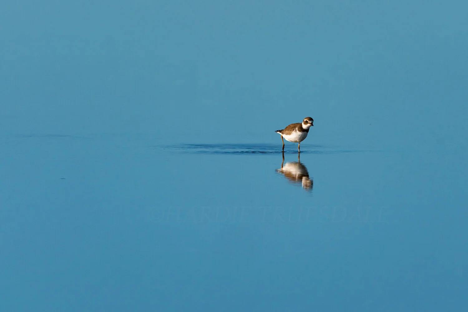 Brd#088 "Curious Semipalmated Plover"