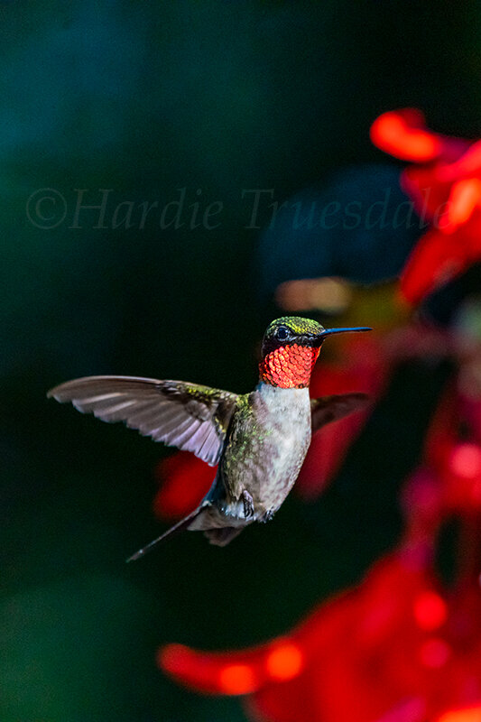BrdNe#086 "Ruby Throated Hummingbird"