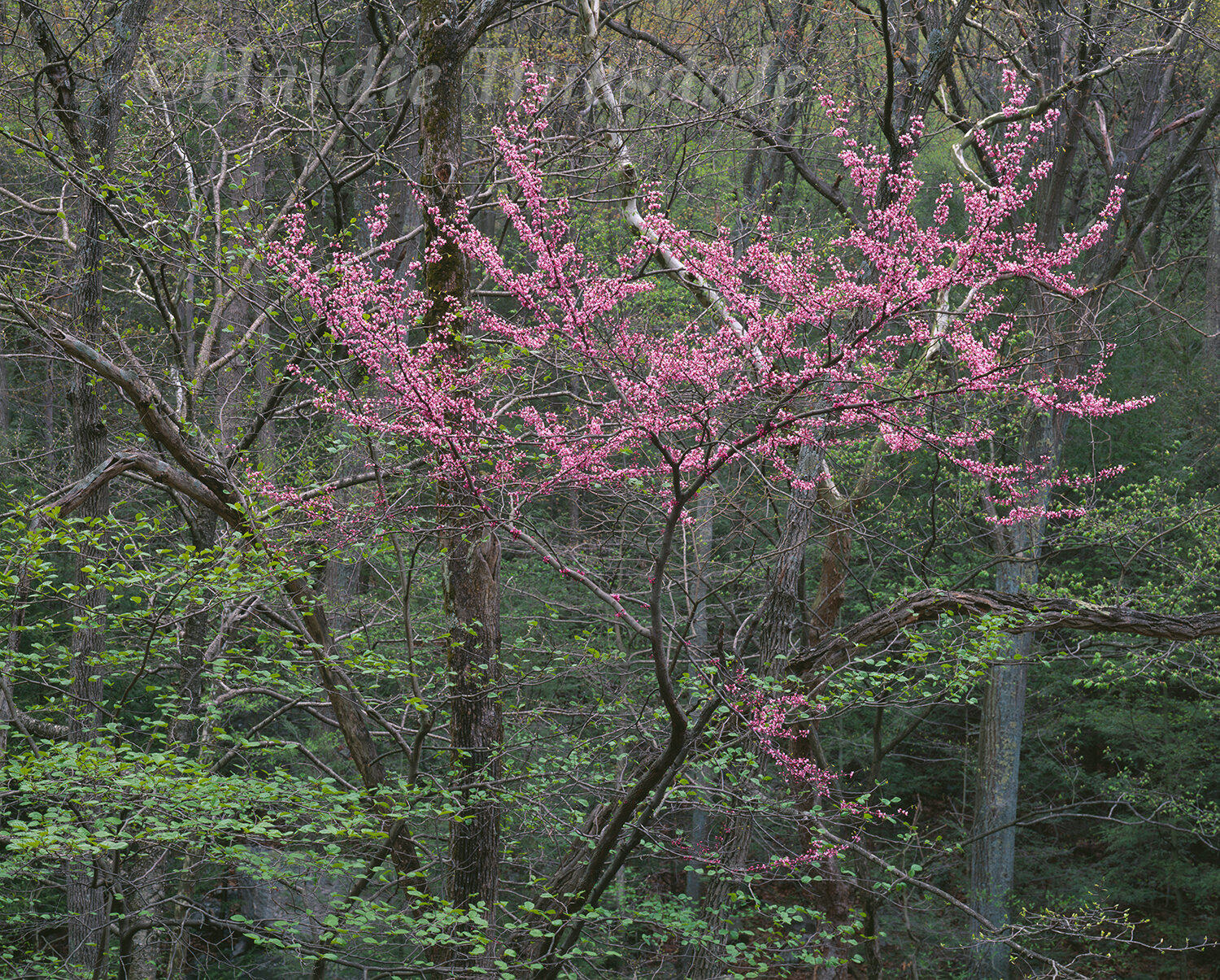 MD#029 Redbud, Catoctin Mountain National Park, MD