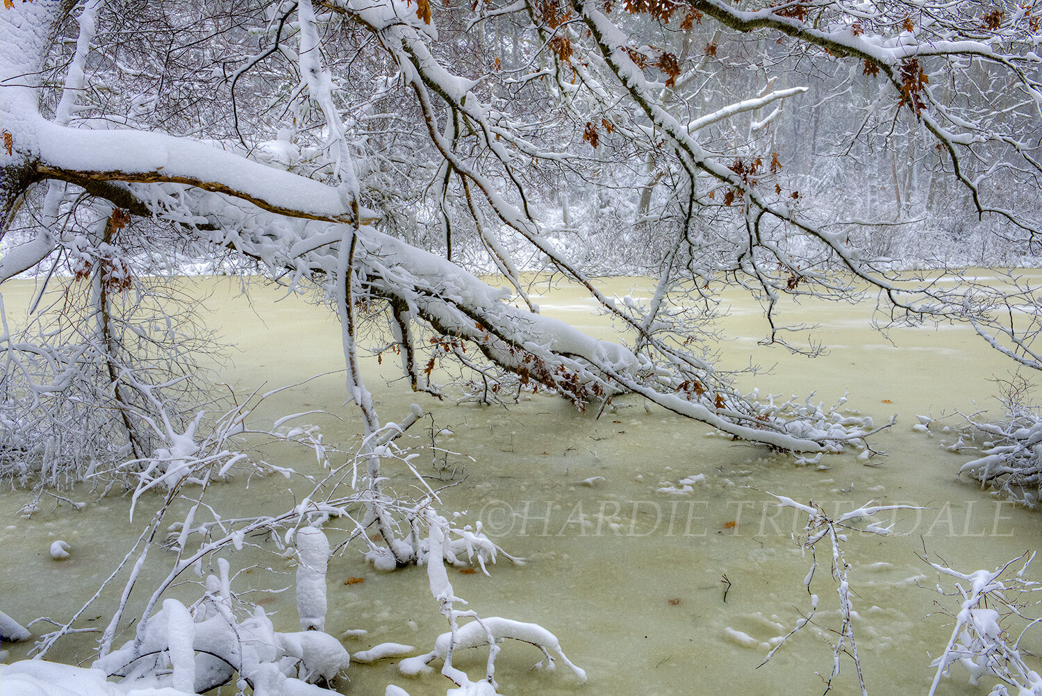 CC#109 Snowy Oak Limbs, Reuben's Pond Preserve