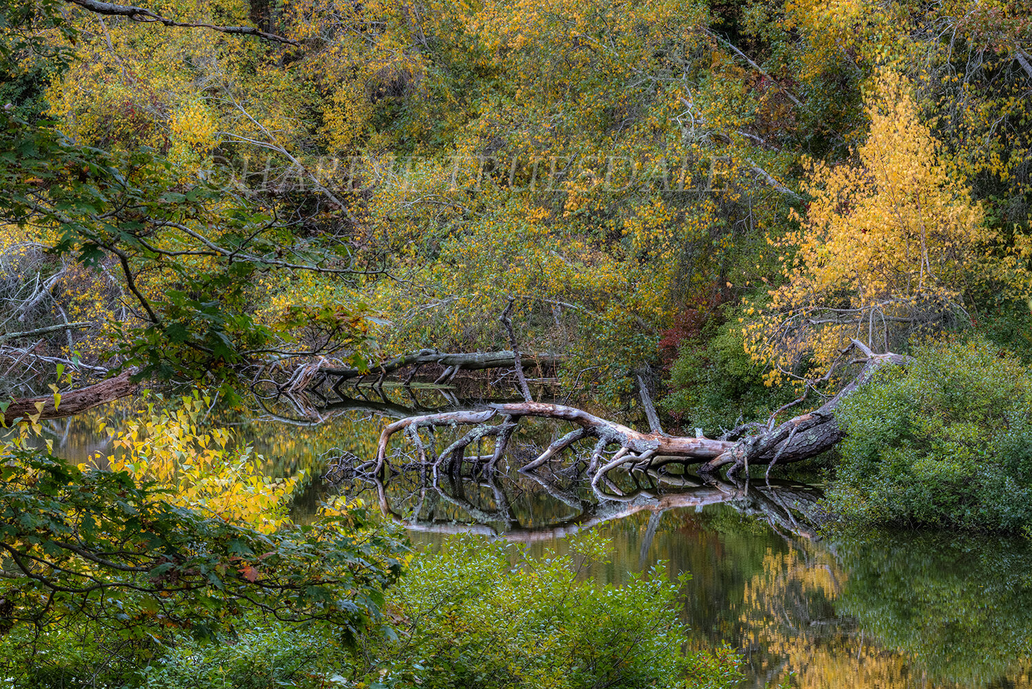 CC#146 Fall, Reuben's Pond Preserve
