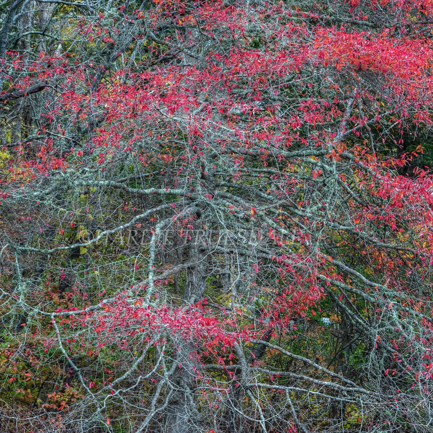 CC#147 Ice House Pond Fall, Reuben's Pond Preserve