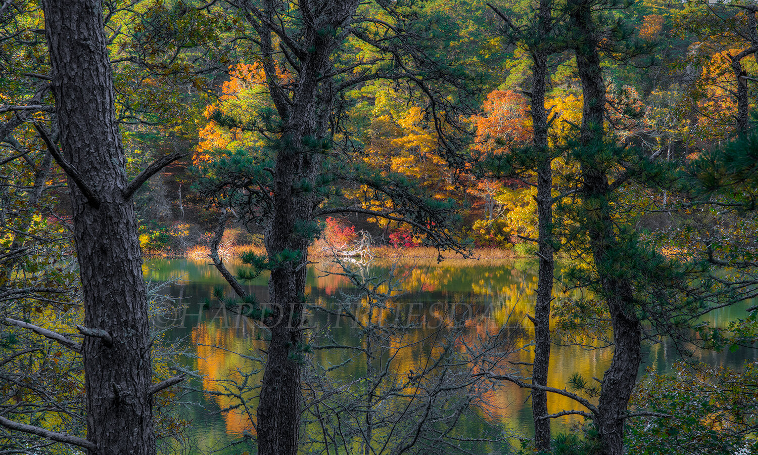 CC#171 Sarah's Pond Fall, Three Ponds Conservation Area