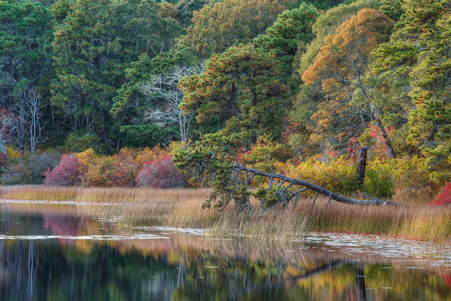 CC#168 Twinings Pond Fall, Three Ponds Conservation Area