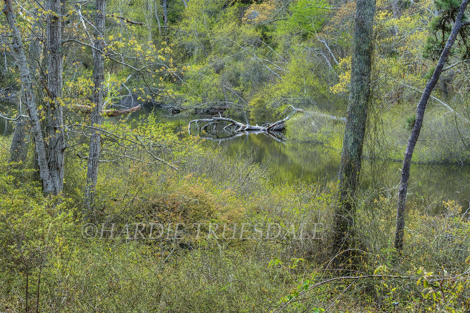 CC#188 Spring, Reuben's Pond Preserve