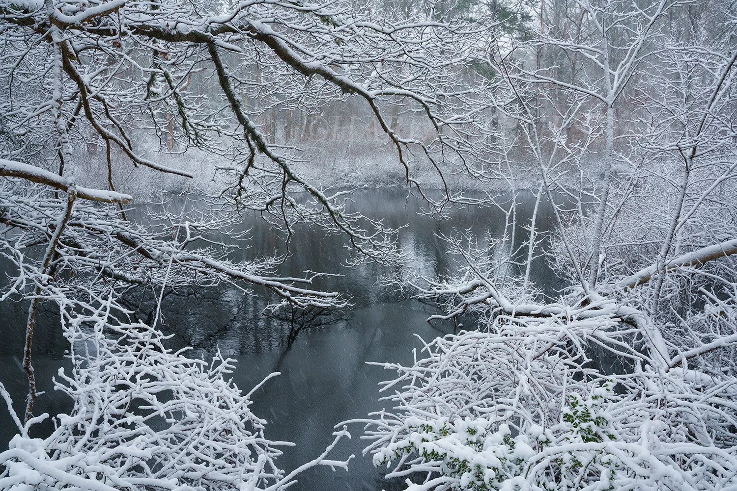 CC#229 Noreaster, Reuben's Pond Preserve