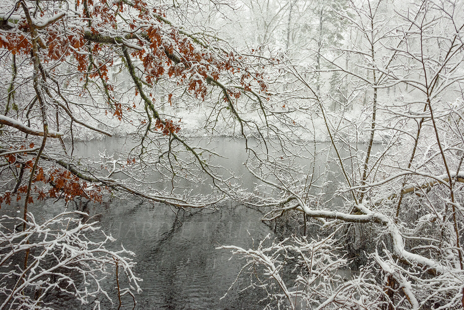 CC#220 Magical Snowstorm, Reubens Pond Preserve